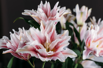 Colorful lily flowers. hybrid of lilies and roses