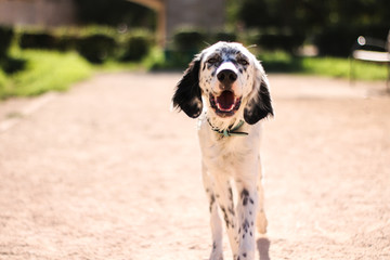 Setter in the park