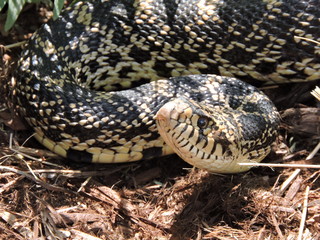Bullsnake