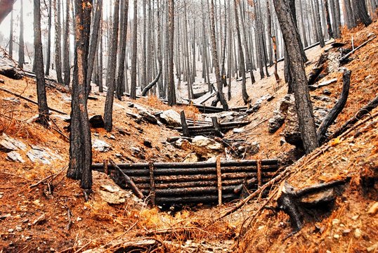 Woody debris dams for natural flood risk reduction. View of burnt pine forest during autumn.