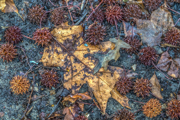 Autumn leaves with seeds on ground
