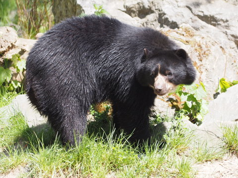 Brillenb&auml;r