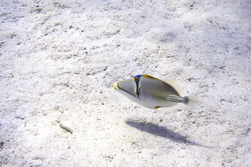 Obraz premium Coral reefs of Red Sea, Sharm el Sheikh, Egypt 
