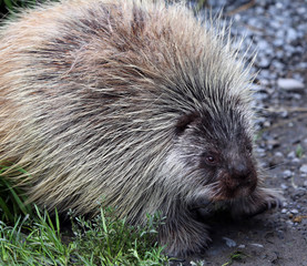 spiny porcupine, Alaska, USA
