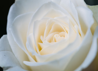 White roses background