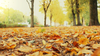 brown leaves in a park in fall