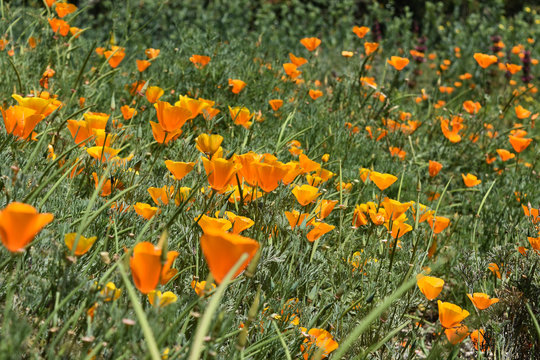 Gorgeous Field of Blooming Orange Poppy Flowers
