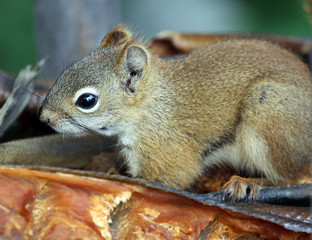 red squirrel sitting on drying salmon, Alaska, USA