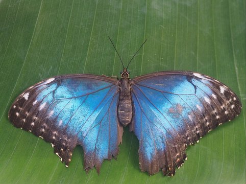 Blauer Morphofalter - S&uuml;damerika