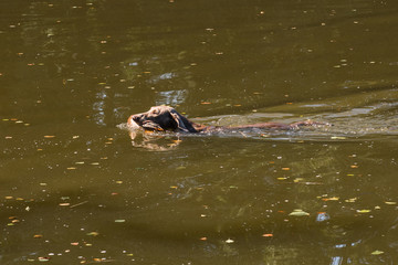 Vorstehhund appportiert erlegte Ente aus Wasser