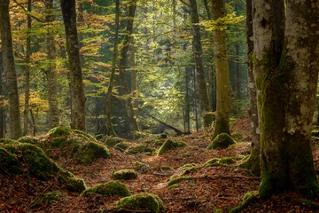 Fototapete Rund Sunrays in Dark Forest © Mats
