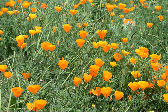 Field Thick with Blooming Orange Poppy Flowers