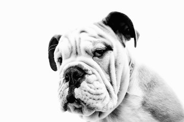 Mex the English Bulldog