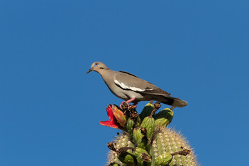 White winged dove, Zenaida asiatica, feasting on ripe fruit of the saguaro cactus. Blue sky, red fruit, green cacti and a bird enjoying a meal in the Sonoran Desert sunshine. Pima County, Tucson, AZ.