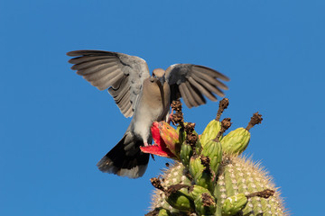 White winged dove, Zenaida asiatica, feasting on ripe fruit of the saguaro cactus. Blue sky, red fruit, green cacti and a bird enjoying a meal in the Sonoran Desert sunshine. Pima County, Tucson, AZ.
