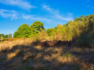 Fototapeta na wymiar Herbst in der Wahner Heide