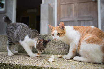 Fototapeta na wymiar two cats eating on the floor