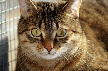 Porträt einer wunderschönen grauen Katze