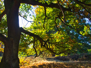 Herbst in der Wahner Heide