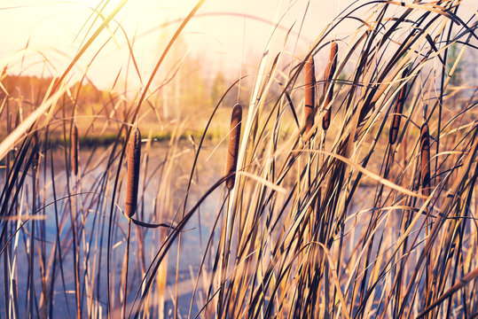 Autumn landscape with plant of cattail on the bank of the pond