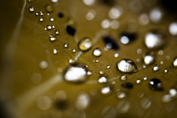 Gouttes d'eau sur une feuille, macrophotographie, France
