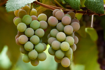 Bunches of grapes starting to ripen. 