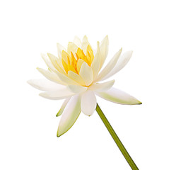 Fototapeta premium Lotus flower and Lotus flower plants isolated on white