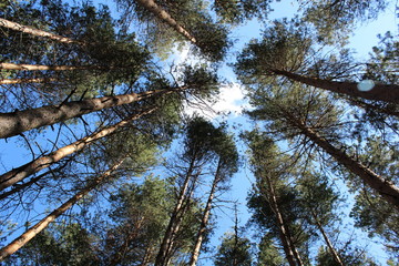 the sky through the tree tops