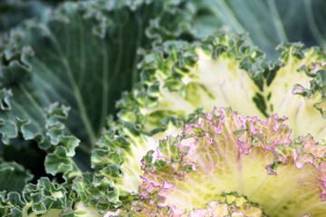 Flowering purple cabbage in the garden