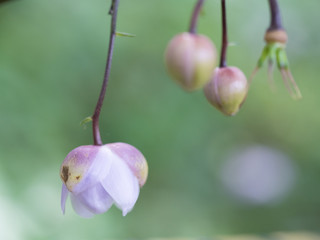 小さなピンク色のつぼみ
