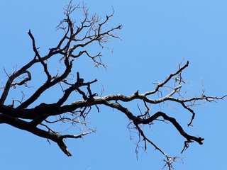 bare branches in the clear blue sky