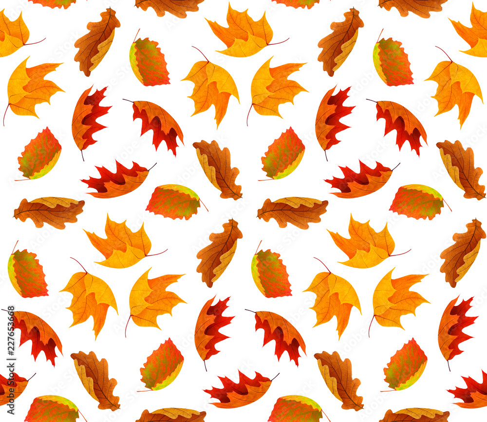 Canvas Prints seamless autumn background with red and orange leaves isolated on white background with clipping pat