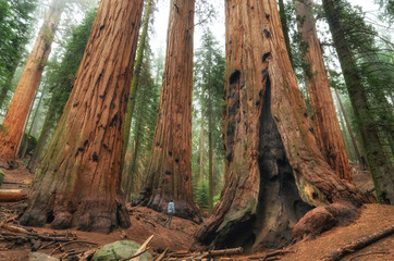 Hiker in Sequoia National Park, California, USA - obrazy, fototapety, plakaty