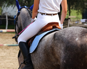 Sport horse close up under old leather saddle on dressage competition. Equestrian sport background.