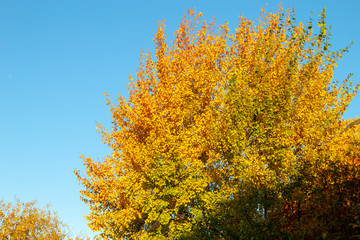 Fototapeta na wymiar Autumn tree sunlight