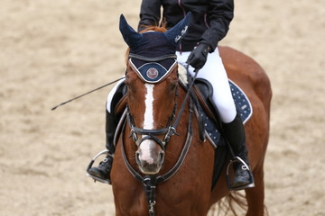 Fototapeta premium Sport horse close up under old leather saddle on dressage competition. Equestrian sport background.