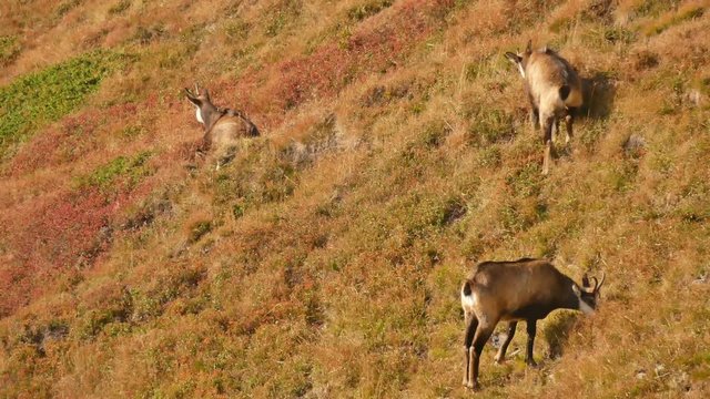 Close up of grazing chamois on an alpine meadow (Western Tatra, Slovakia) 