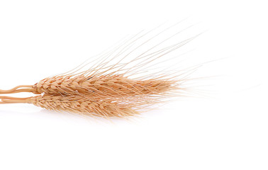 Barley ear isolated over a white background