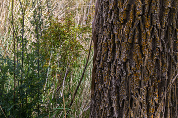 Tronco de árbol en el bosque