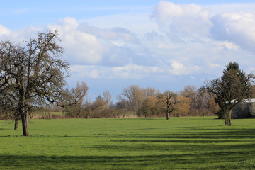 tree in a field