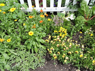 Fleurs du jardin Métis, Québec