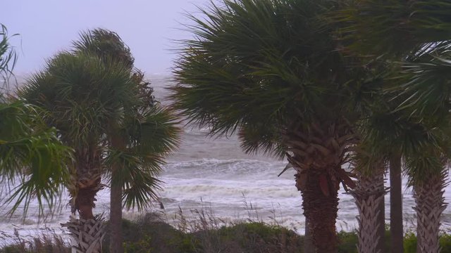 Hurricane Prepares to Hit Beach and Palm Trees