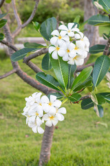 white and yellow frangipani flowers with leaves in background