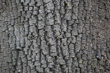 Corteza de arbol