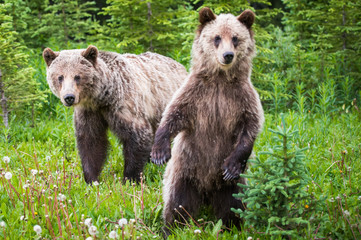 Fototapeta premium Grizzly bear