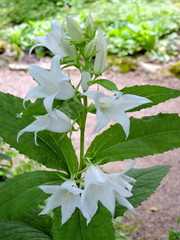 Fleur blanche du jardin, Québec