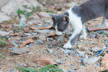 Gray kittens are hold dead mice in the mouth  to feed.