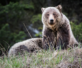 Fototapeta premium Grizzly bear