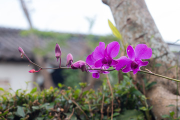 Purple  Orchid flower in the garden. shallow depth of field.