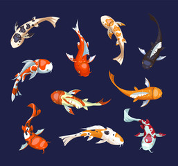 Set of koi carps. Koi japanese fish vector illustration. Chinese goldfish. Koi symbol of wealth. Aquarium illustration.  